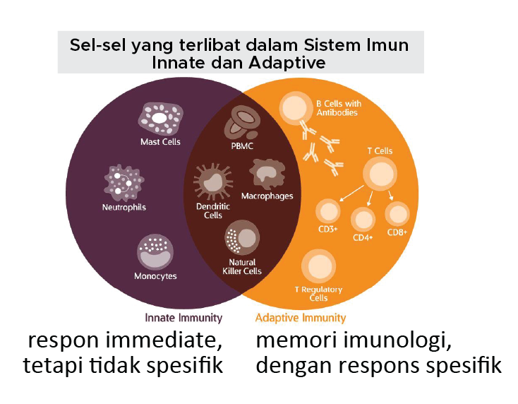 Gambar 2 - Kombinasi Immunodulator dan Protein (nutrisi) yang Bekerja Sinergi Meningkatkan Sistem Imun