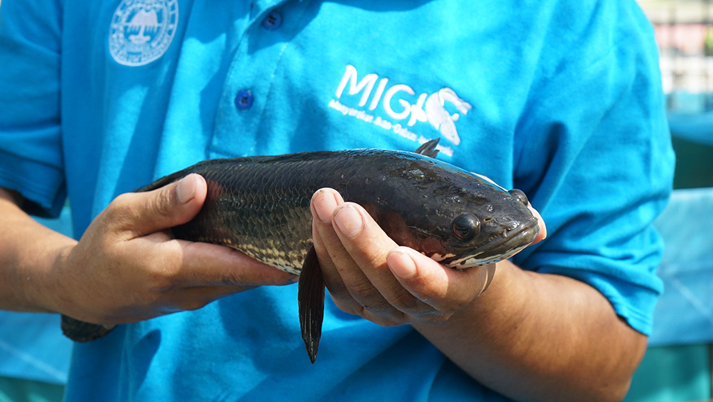 Gambar 3 - Manfaat Ikan Gabus untuk Ginjal