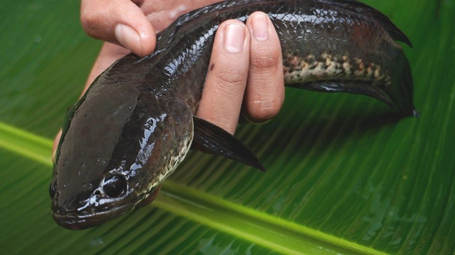 Ketahui Efek Samping Albumin Ikan Gabus untuk Kesehatan yang Bisa Terjadi