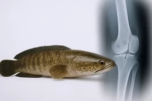 Gambar-1-Ikan-Gabus-untuk-Tulang-Patah
