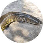 ikan gabus